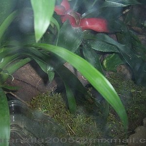 Terrarium Theraposa.hembra.1.JPG