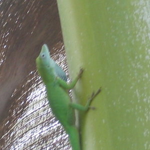 anolis1.jpg
