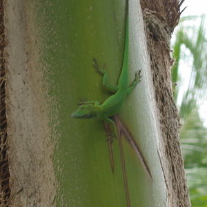 anolis1.jpg