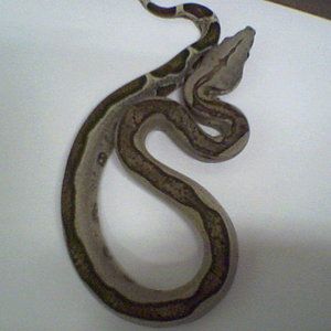boa c. imperator striped 00.jpg
