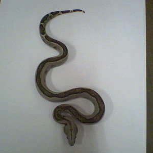 boa c. imperator striped 01.jpg
