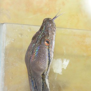 Perito Moreno 093.jpg