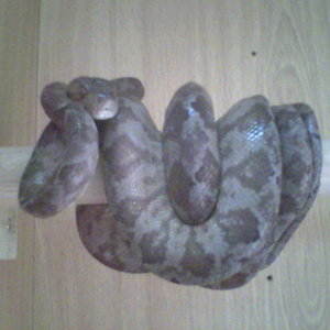 c.hortulanus hembra marron01.jpg