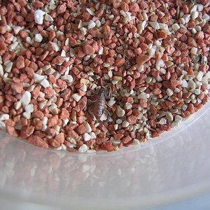 androctonus mauretanicus.jpg