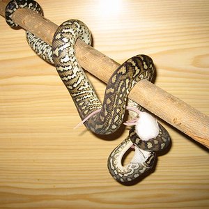 IMG_0053 (Medium).JPG