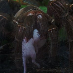 Theraphosa blondi  zum versenden.bearbeitet 2.JPG