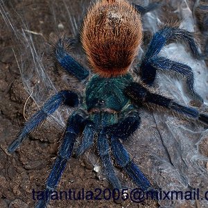 chromatopelma.zum versenden.JPG