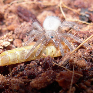 Como no crezcas con esto....jpg