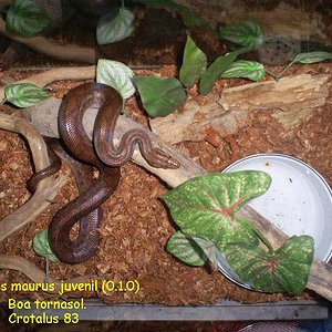 Epicrates maurus.JPG