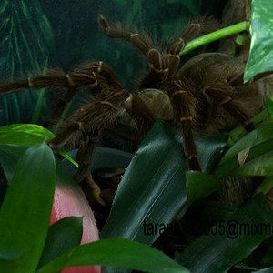 Terrarium Theraphosa1.JPG