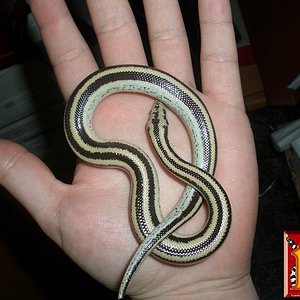 junio cuando la recibo.JPG