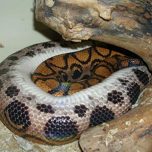 embarazo cenchria.JPG