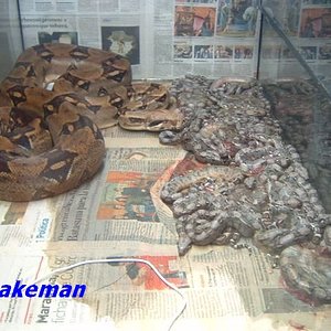 hembra con crias.JPG