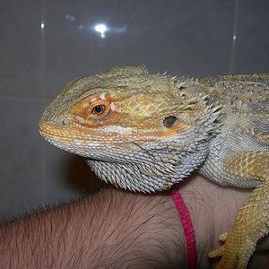 Cabeza naranja !!.JPG