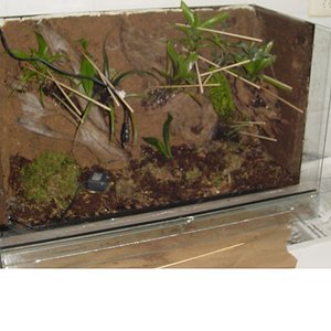 terrario2.JPG