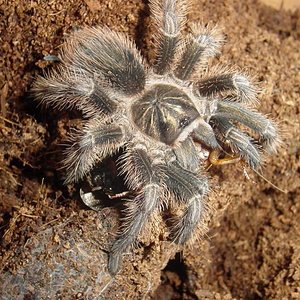 phormictopus antillensis3.JPG