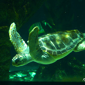 Caretta caretta 01.jpg