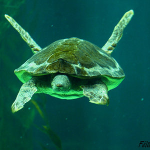 Caretta caretta 02.jpg