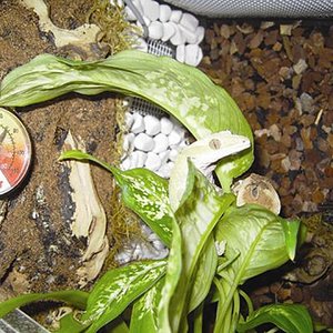 cilaiTUS TERRario1.JPG