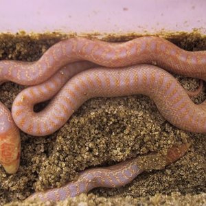 Baby Applegate 12-07-06 3.jpg