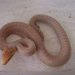 Baby Applegate 12-07-06 7.jpg