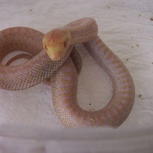 Baby Applegate 12-07-06 9.jpg