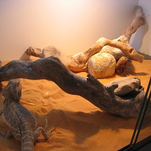 terrario detalleak 2.JPG