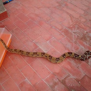 boa hembra 18-07-06.JPG