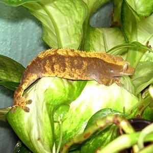 Hembra arlequin adulta.jpg