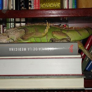 iguana estudiando.JPG