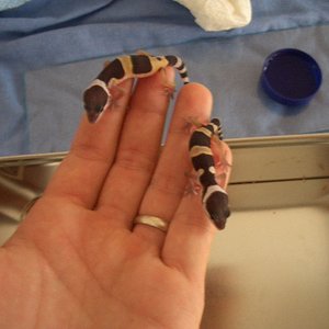 pareja de dioses.JPG