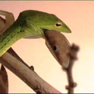 video 1 151_0001.jpg