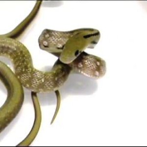 video 1 117_0001.jpg