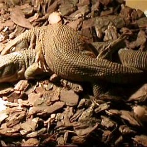 video 1 113_0001.jpg