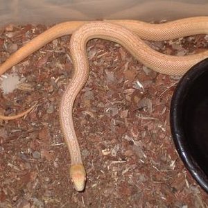 pituiophis c.anectens albina rayada.JPG