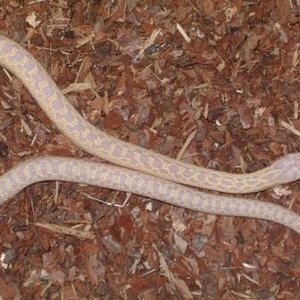 pituophis c.anectens snow.JPG