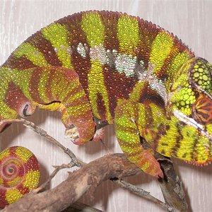 MONTA 16.03.2006 018 (Small).jpg