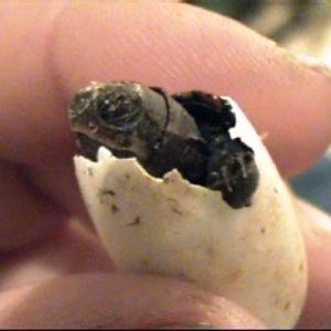 video 1 044_0001.jpg