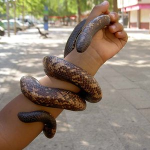 python calabar calabaria reinharditii.jpg