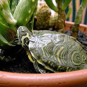 T. scripta scripta.JPG