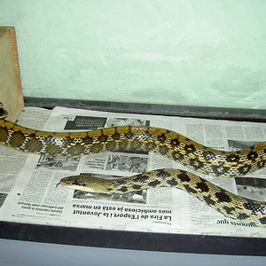 ELAPHE TAE (1) FE.jpg