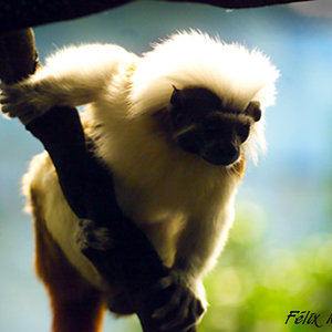 Tamarino algodonoso 02.jpg