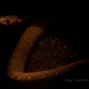 Dasypeltis Nachtaufnahme super.2.JPG