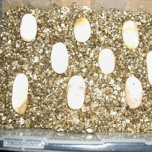 Puesta Nasicus 2006.JPG