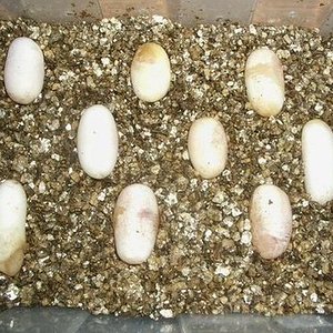 Puesta Nasicus 2006-2.JPG