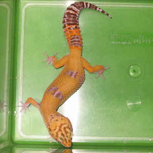 hembra albina hypo1.jpg