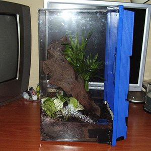 terrario regalis.JPG