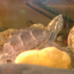 fotos variat 053.jpg