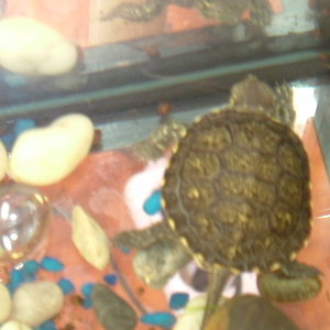 fotos variat 049.jpg