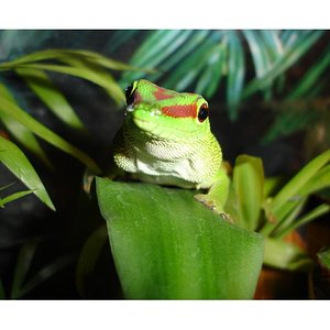 Phelsuma madagascariensis grandis.JPG
